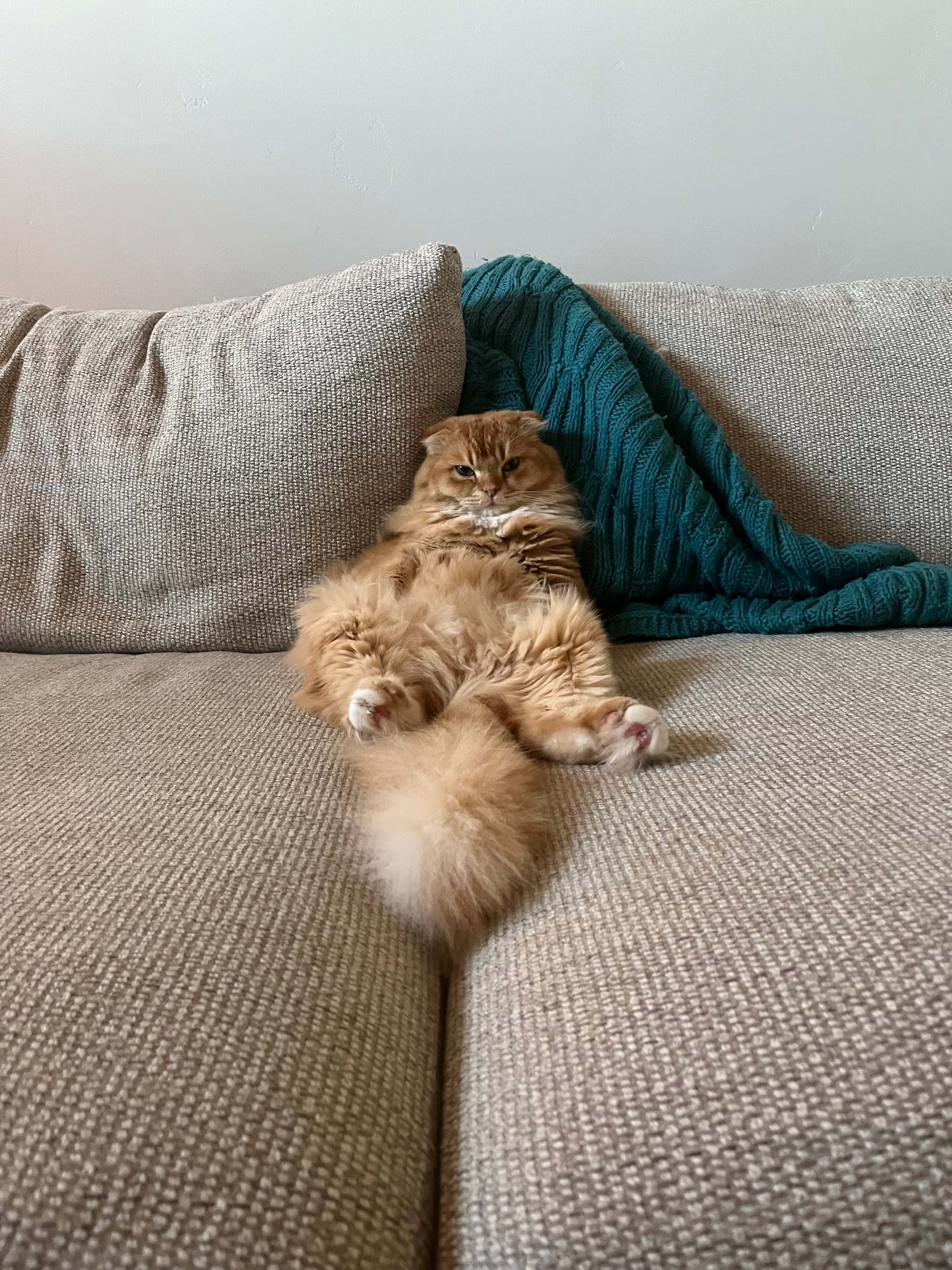 Original cat photo